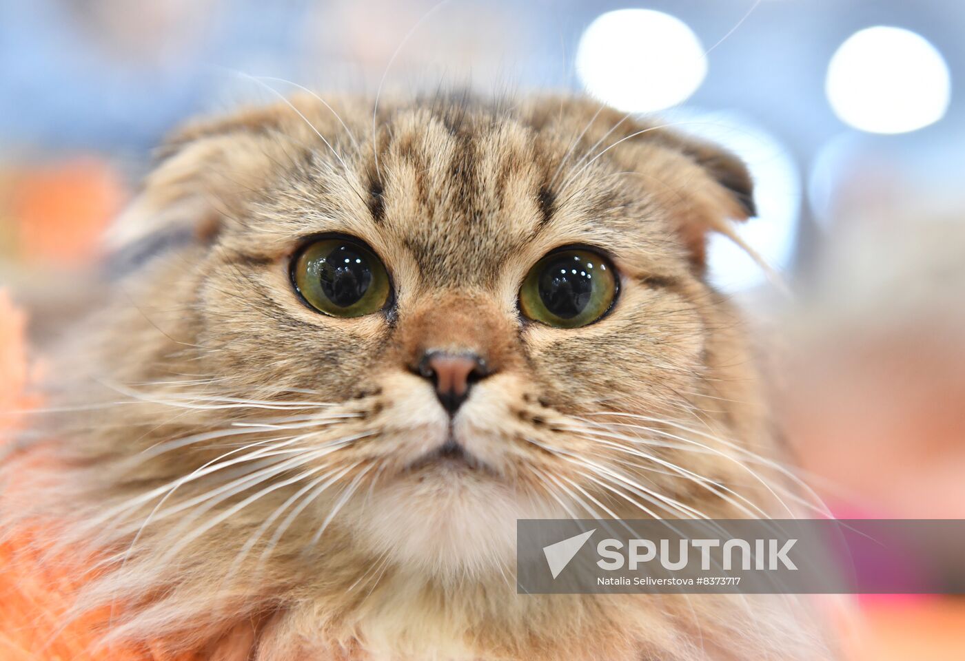 Russia Cat Show