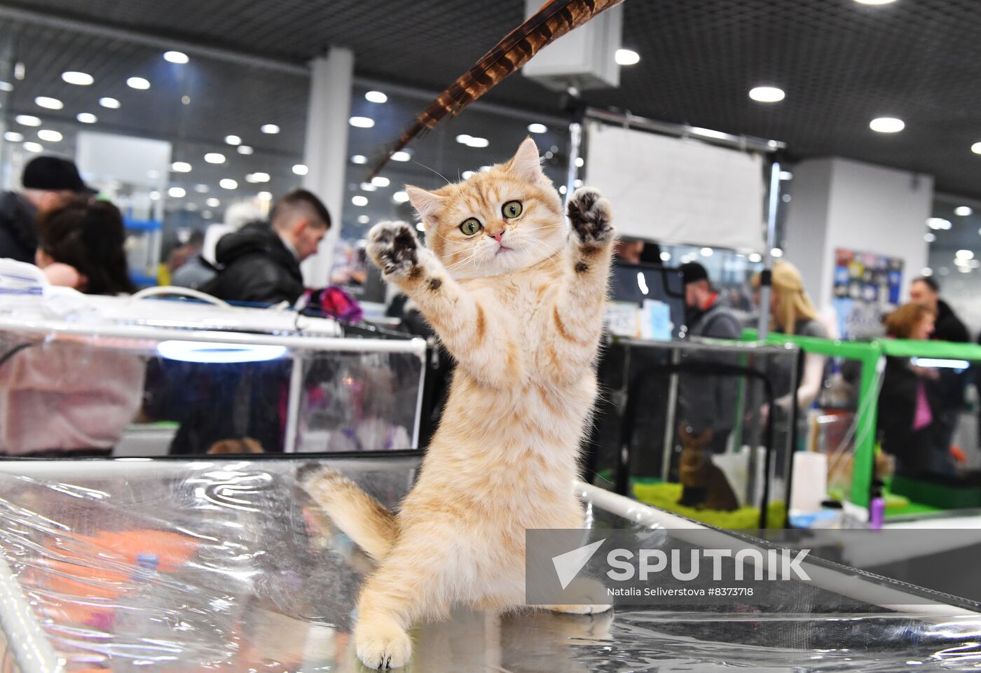 Russia Cat Show