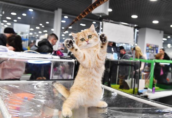 Russia Cat Show