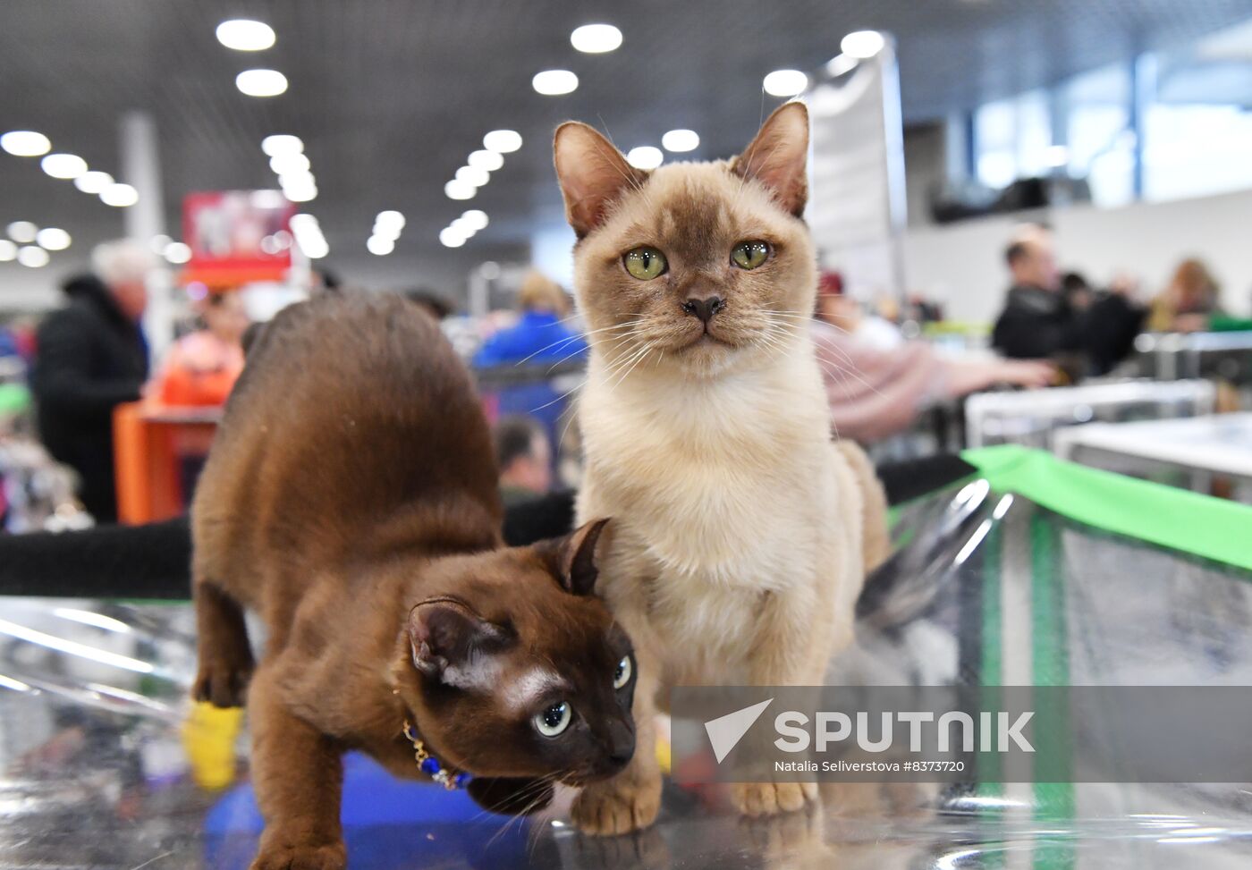 Russia Cat Show