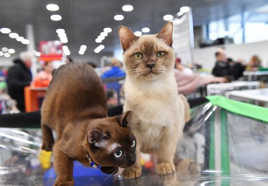 Russia Cat Show