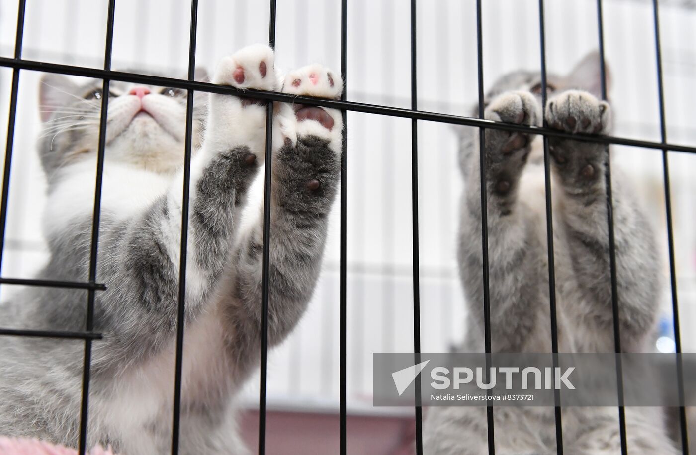 Russia Cat Show