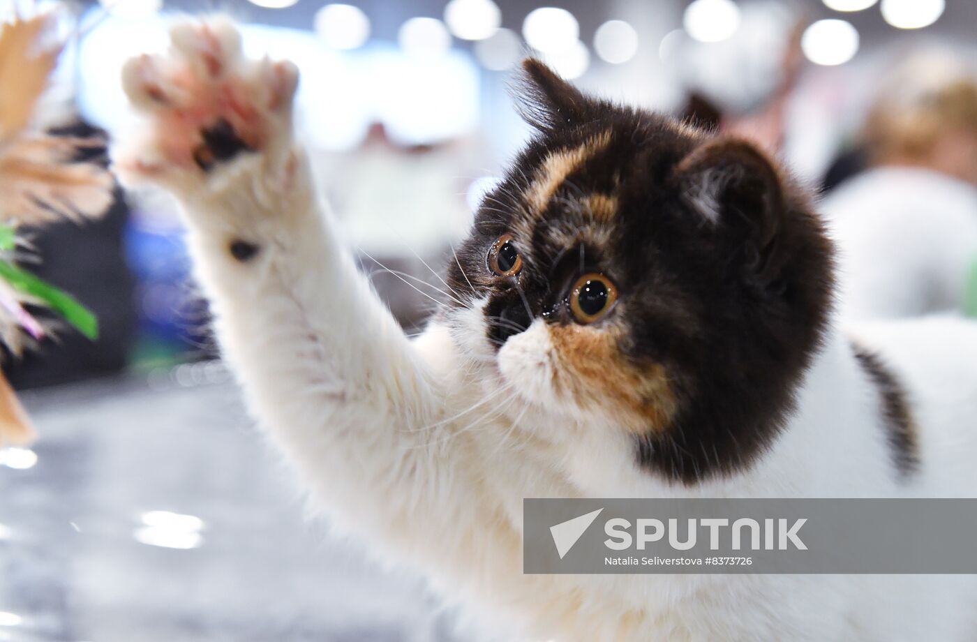 Russia Cat Show