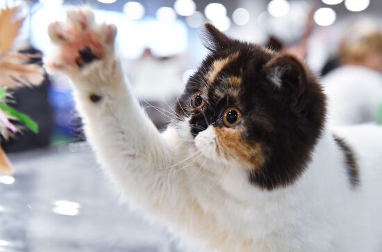 Russia Cat Show