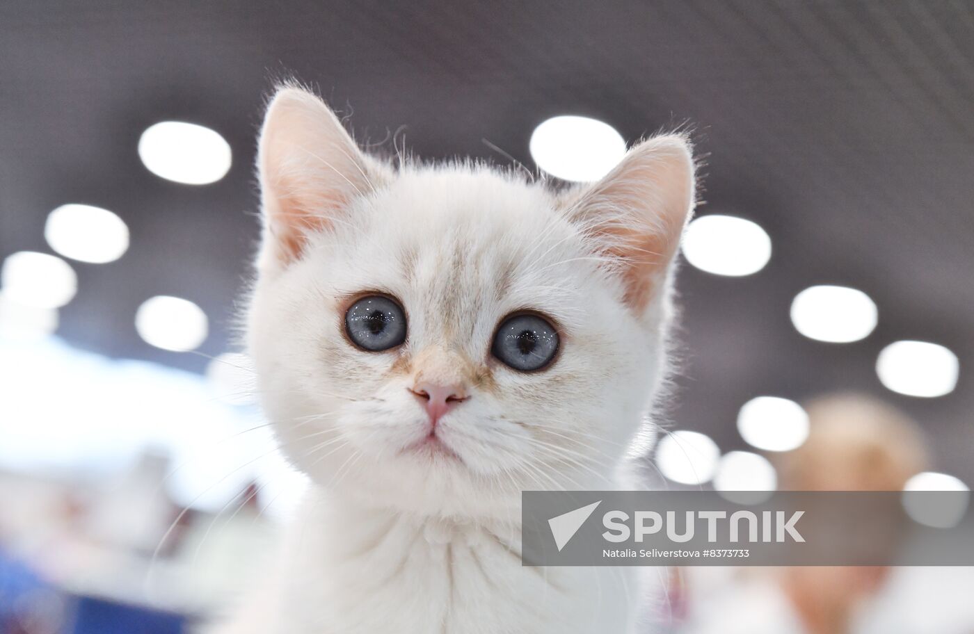 Russia Cat Show