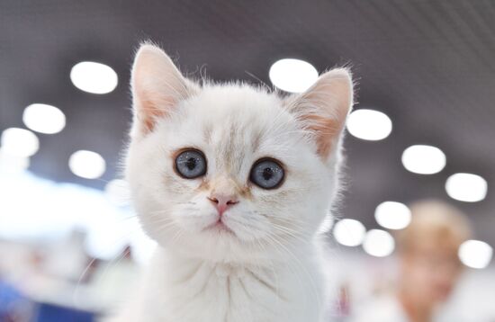 Russia Cat Show