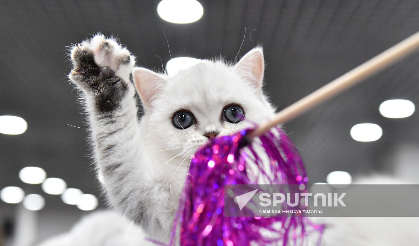 Russia Cat Show