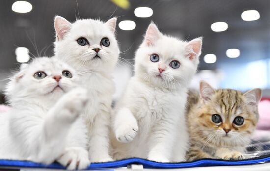 Russia Cat Show