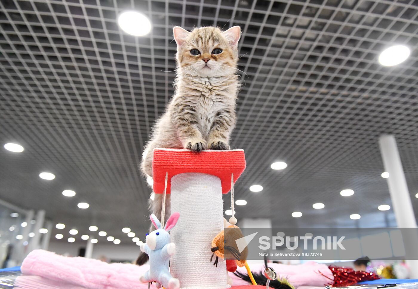 Russia Cat Show