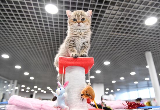 Russia Cat Show