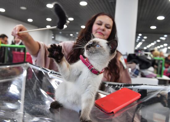 Russia Cat Show