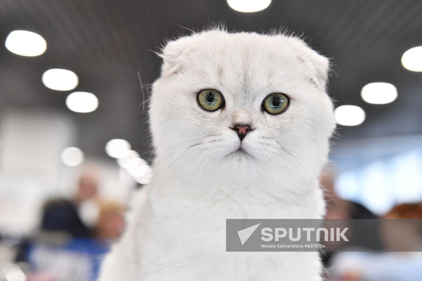 Russia Cat Show