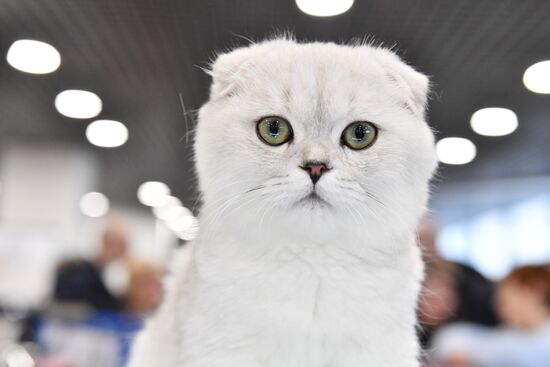 Russia Cat Show