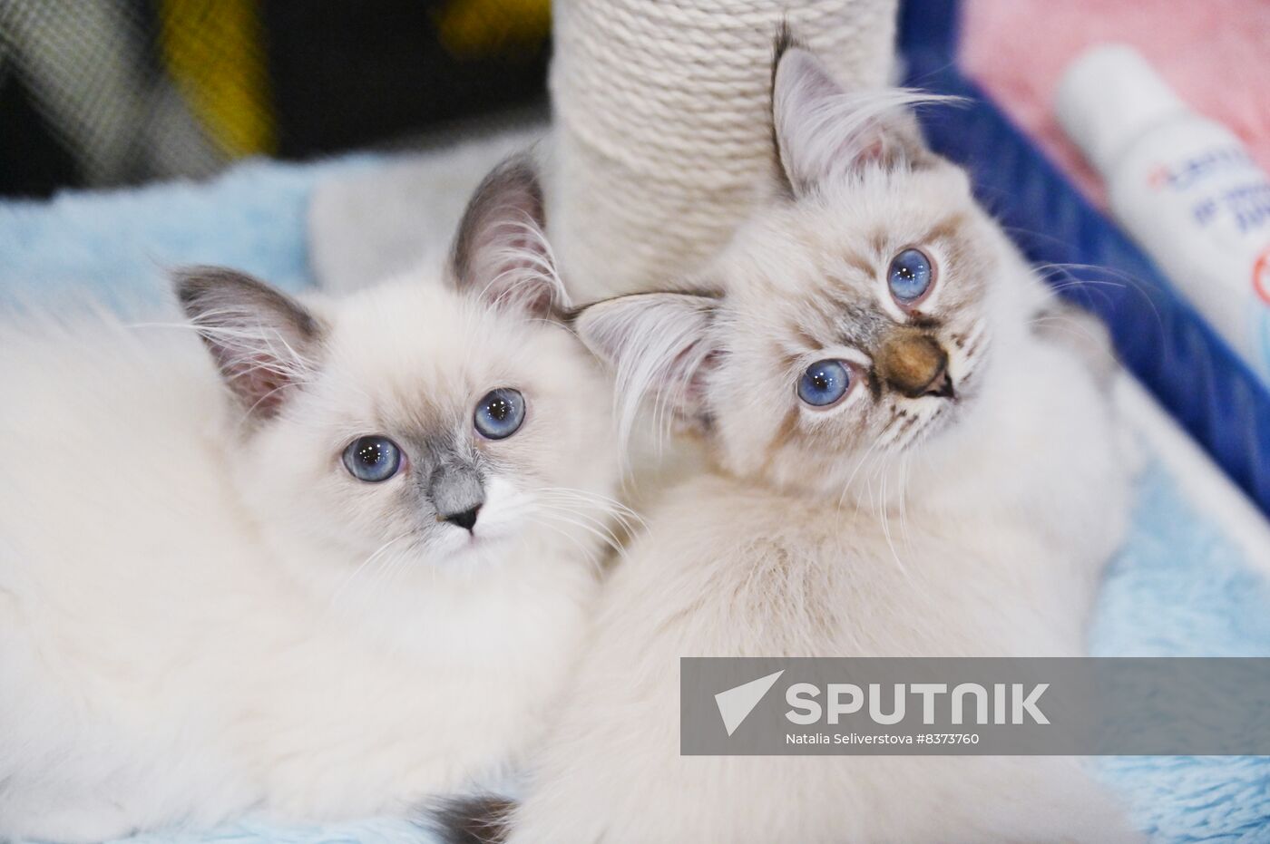 Russia Cat Show