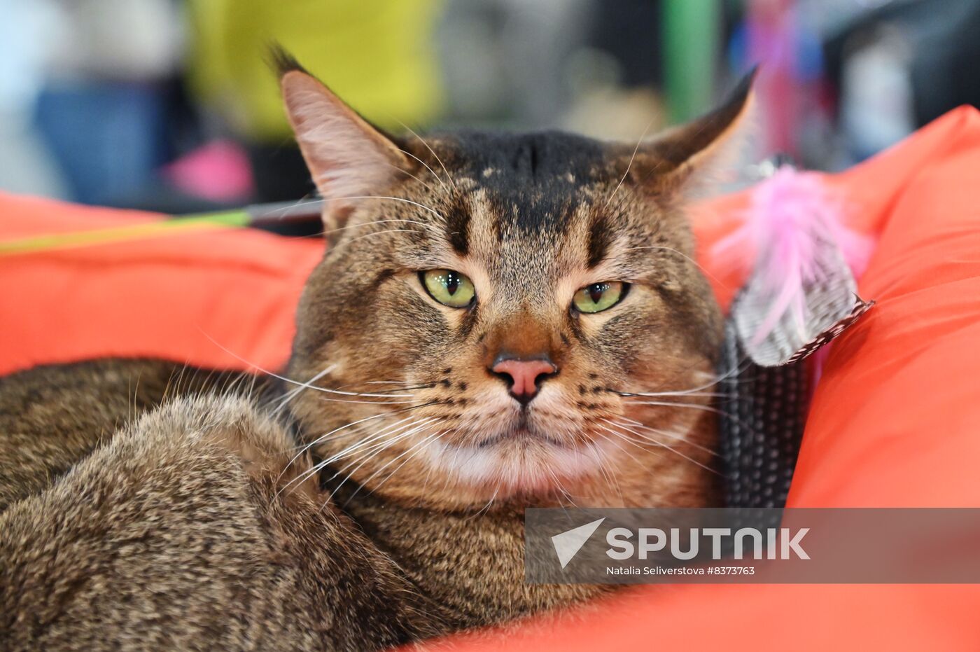 Russia Cat Show