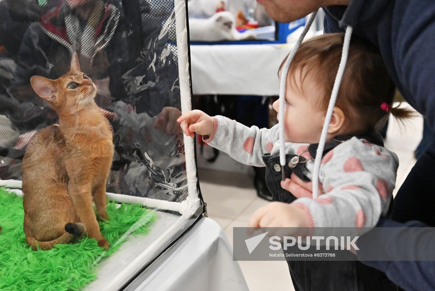 Russia Cat Show