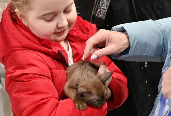 Russia Cat Show