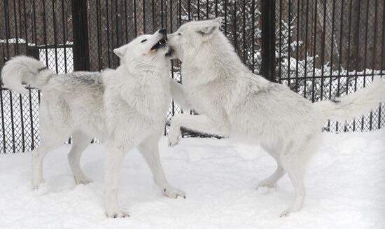 Russia Zoo Arctic Wolves