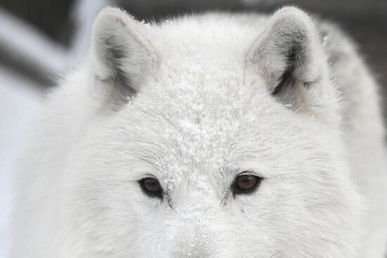 Russia Zoo Arctic Wolves