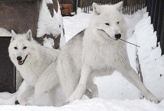Russia Zoo Arctic Wolves