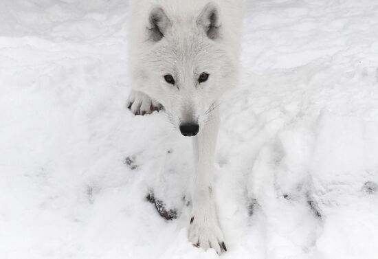Russia Zoo Arctic Wolves