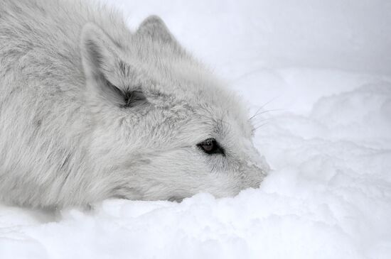 Russia Zoo Arctic Wolves