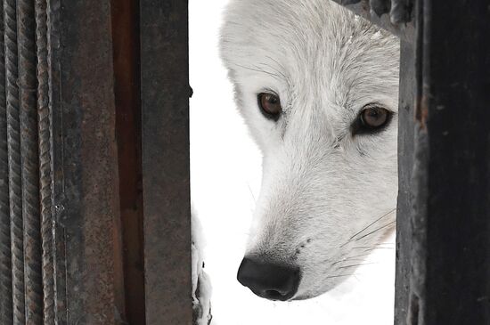 Russia Zoo Arctic Wolves