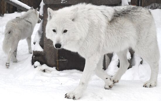 Russia Zoo Arctic Wolves