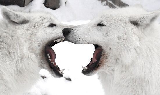 Russia Zoo Arctic Wolves