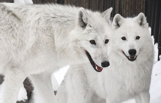 Russia Zoo Arctic Wolves