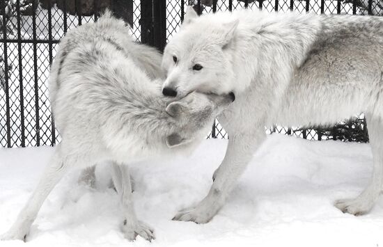 Russia Zoo Arctic Wolves