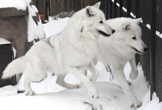 Russia Zoo Arctic Wolves