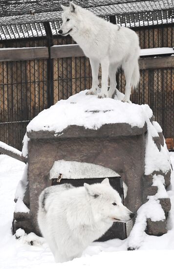 Russia Zoo Arctic Wolves