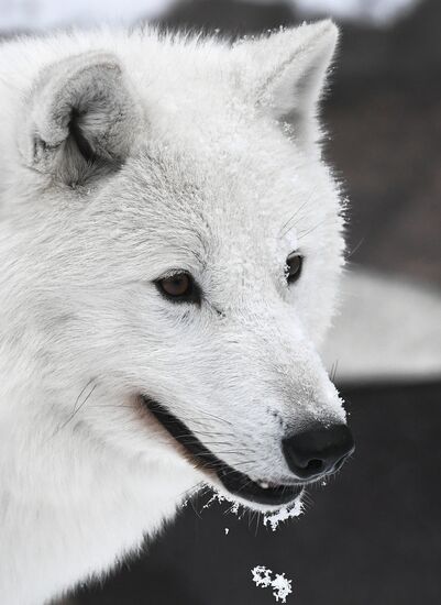 Russia Zoo Arctic Wolves