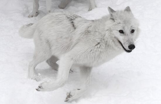 Russia Zoo Arctic Wolves