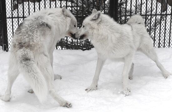 Russia Zoo Arctic Wolves