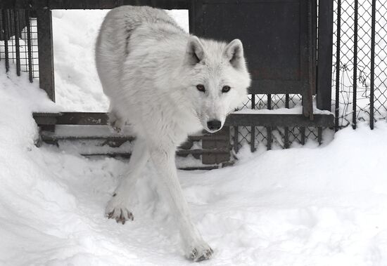 Russia Zoo Arctic Wolves