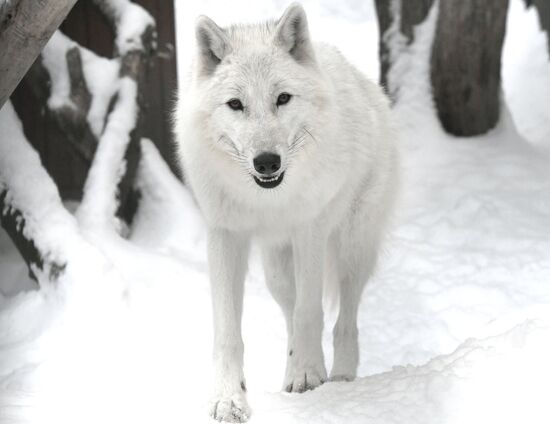 Russia Zoo Arctic Wolves