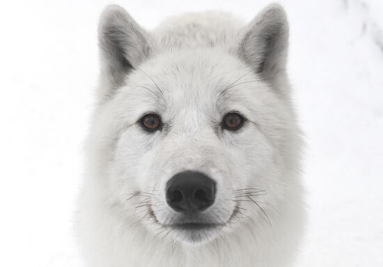 Russia Zoo Arctic Wolves
