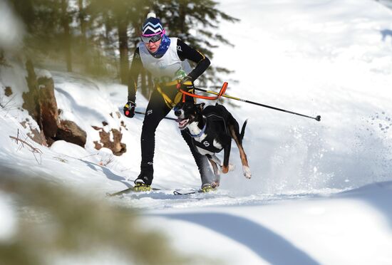 Russia Sled Dog Racing Cup