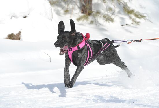 Russia Sled Dog Racing Cup