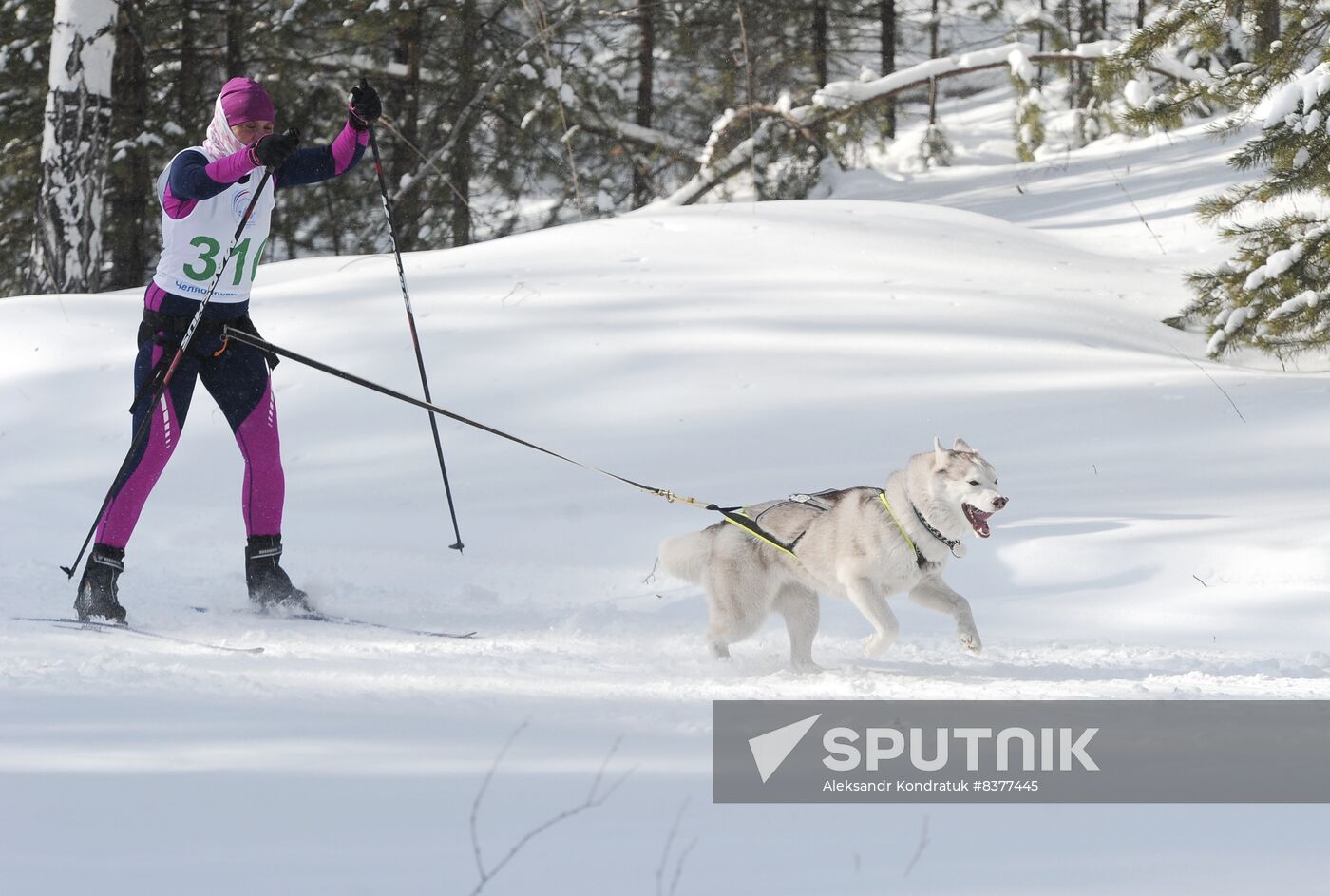 Russia Sled Dog Racing Cup