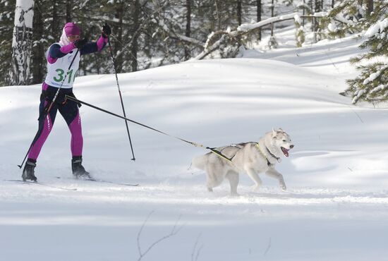 Russia Sled Dog Racing Cup