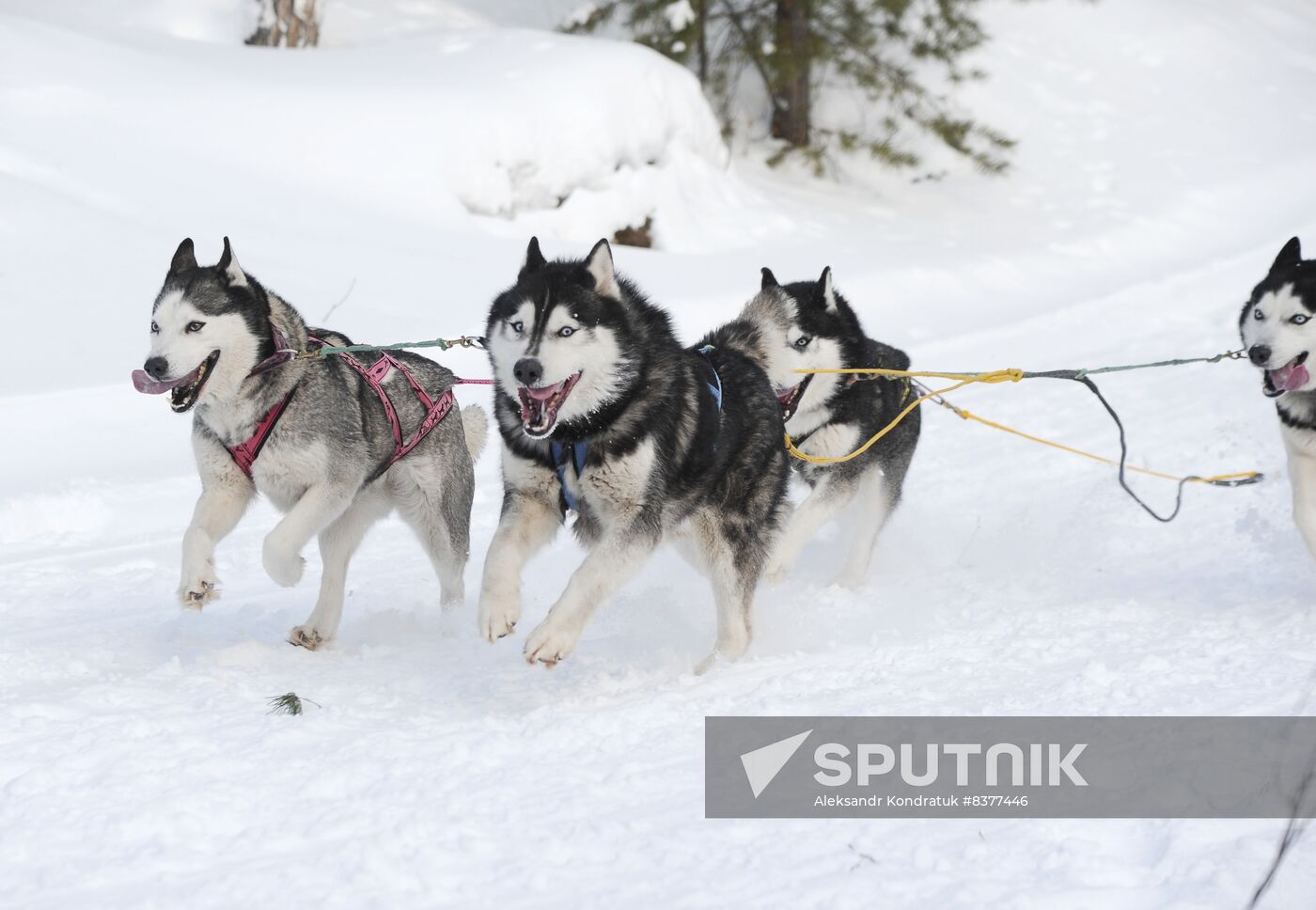 Russia Sled Dog Racing Cup