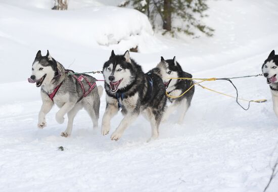 Russia Sled Dog Racing Cup