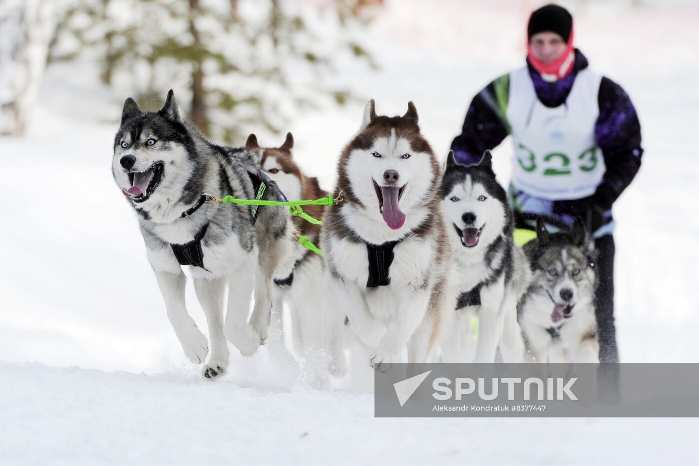 Russia Sled Dog Racing Cup