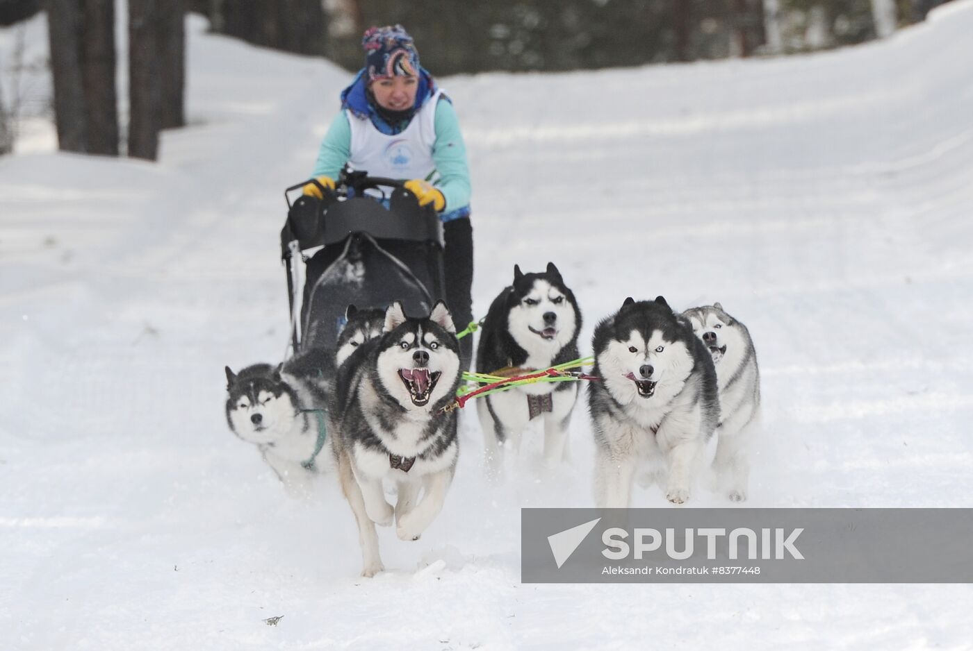 Russia Sled Dog Racing Cup