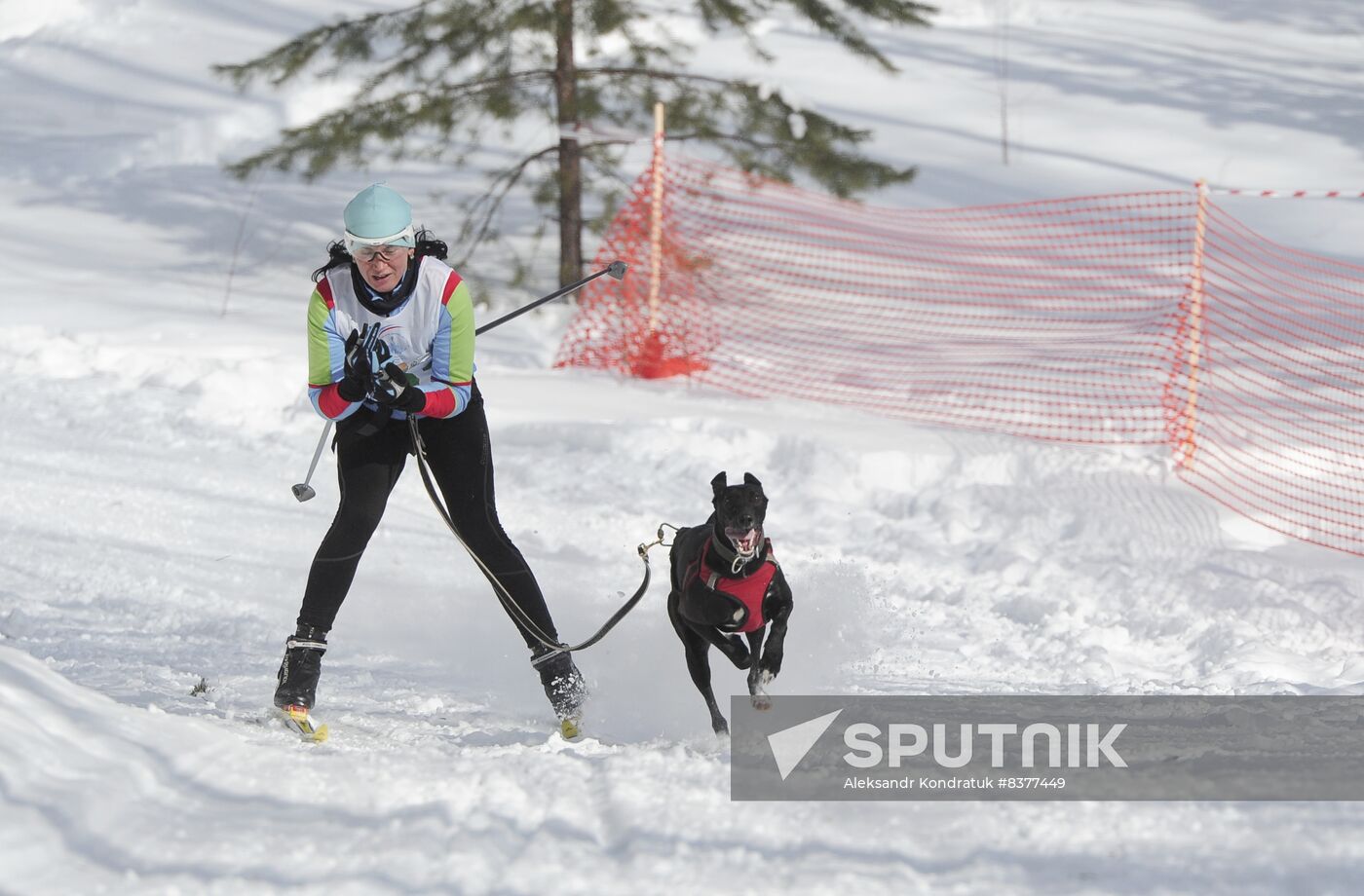 Russia Sled Dog Racing Cup