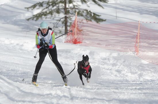 Russia Sled Dog Racing Cup