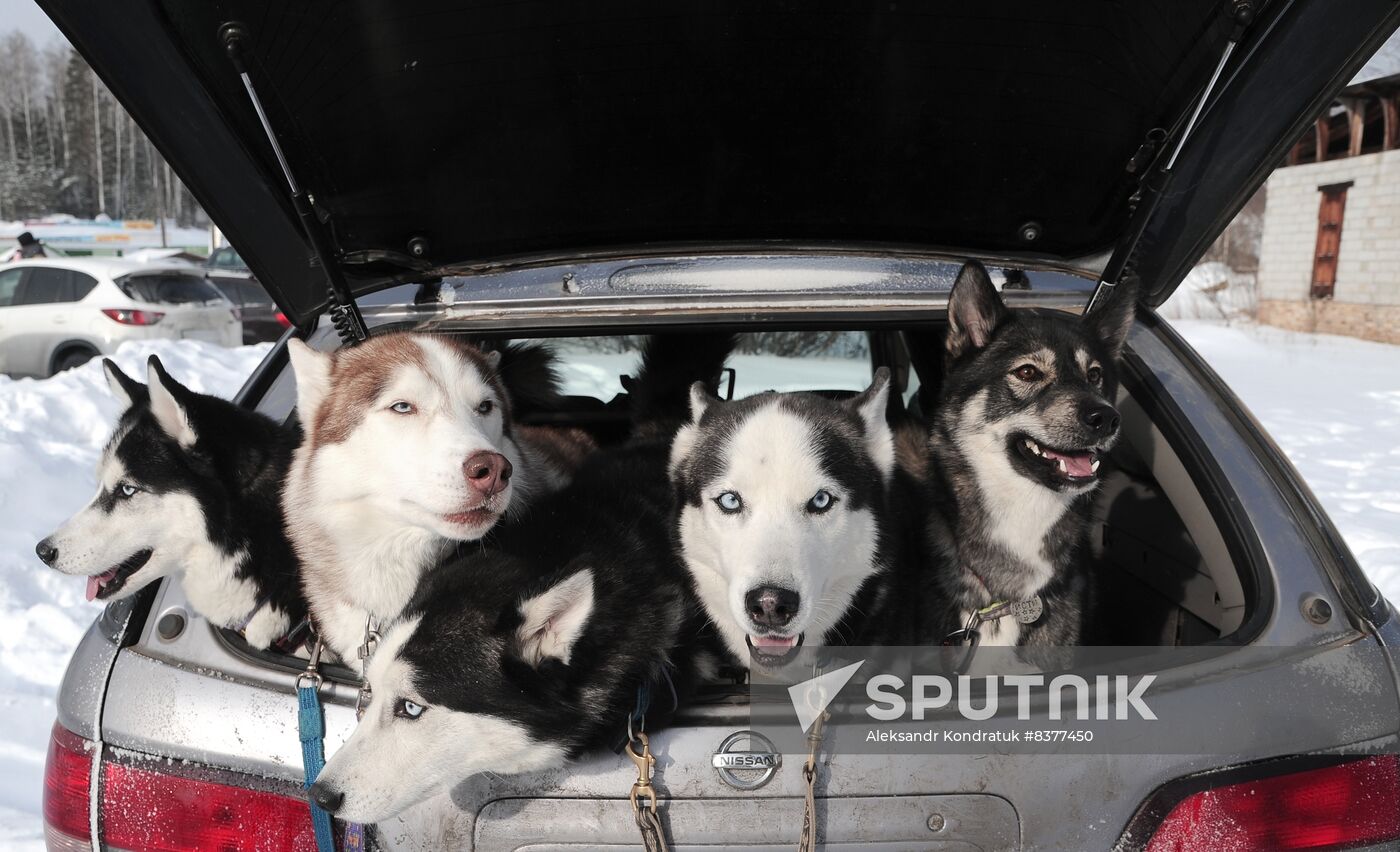Russia Sled Dog Racing Cup
